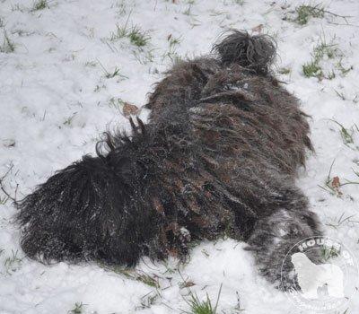 Cane Da Pastore Bergamasco Eccola av Villrosebakken billede 15