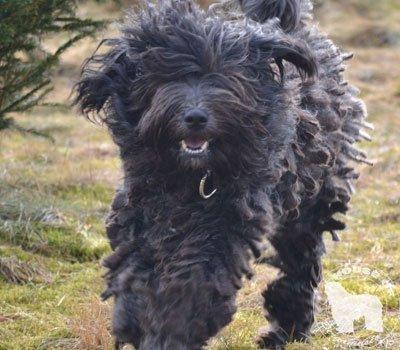 Cane Da Pastore Bergamasco Eccola av Villrosebakken billede 16