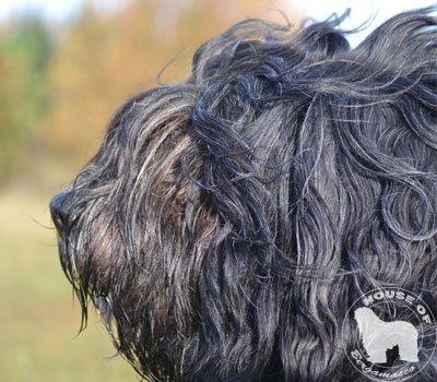 Cane Da Pastore Bergamasco Eccola av Villrosebakken billede 18