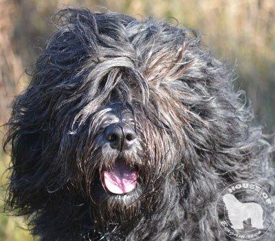 Cane Da Pastore Bergamasco Eccola av Villrosebakken billede 19