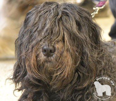 Cane Da Pastore Bergamasco Eccola av Villrosebakken billede 20