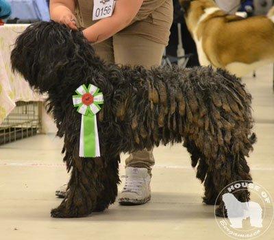 Cane Da Pastore Bergamasco Eccola av Villrosebakken billede 21