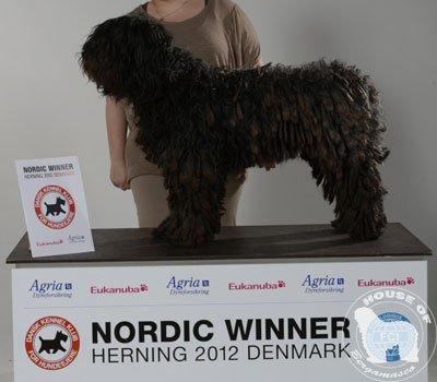 Cane Da Pastore Bergamasco Eccola av Villrosebakken billede 22