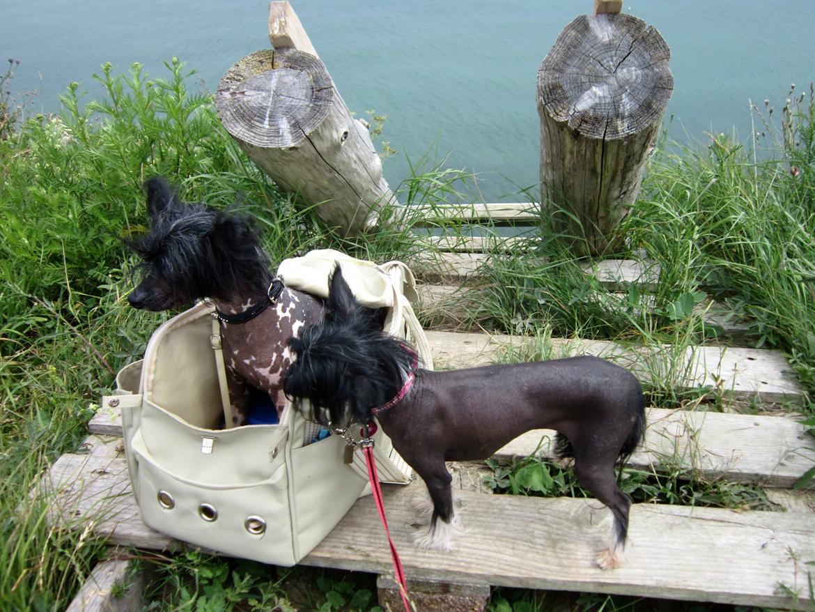 Chinese crested hårløs Calle - Skal vi ned af den stige mor? Så vil jeg altså bæres billede 25