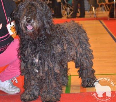 Cane Da Pastore Bergamasco Eccola av Villrosebakken billede 23