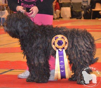 Cane Da Pastore Bergamasco Eccola av Villrosebakken billede 24
