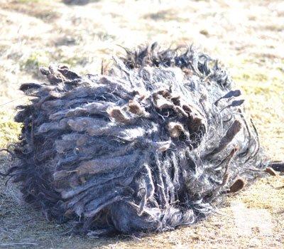 Cane Da Pastore Bergamasco Eccola av Villrosebakken billede 25