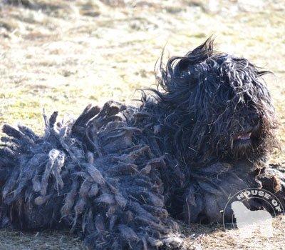 Cane Da Pastore Bergamasco Eccola av Villrosebakken billede 26