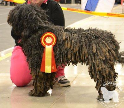 Cane Da Pastore Bergamasco Eccola av Villrosebakken billede 27
