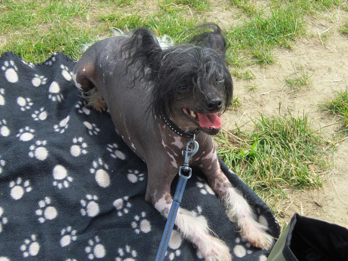 Chinese crested hårløs Calle - Selv for en hårløs kan det blive for varmt billede 26