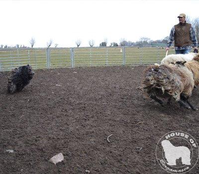 Cane Da Pastore Bergamasco Eccola av Villrosebakken billede 28