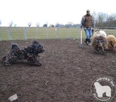 Cane Da Pastore Bergamasco Eccola av Villrosebakken billede 29
