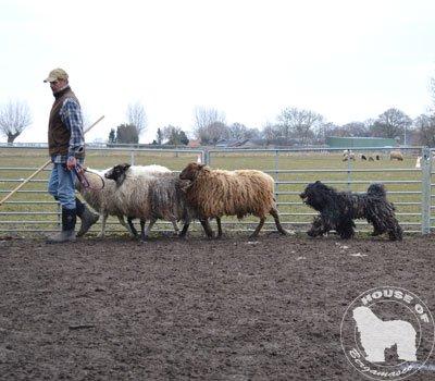 Cane Da Pastore Bergamasco Eccola av Villrosebakken billede 30