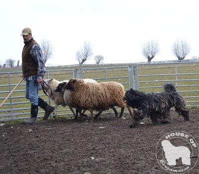 Cane Da Pastore Bergamasco Eccola av Villrosebakken billede 31