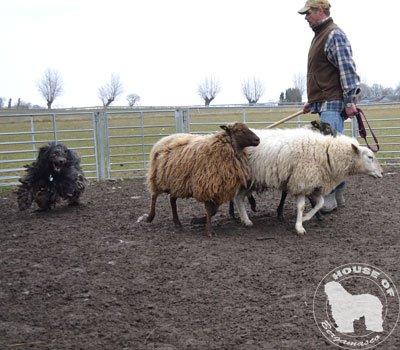Cane Da Pastore Bergamasco Eccola av Villrosebakken billede 32
