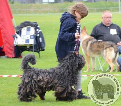 Cane Da Pastore Bergamasco Eccola av Villrosebakken billede 33