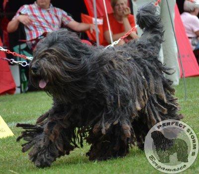 Cane Da Pastore Bergamasco Eccola av Villrosebakken billede 1