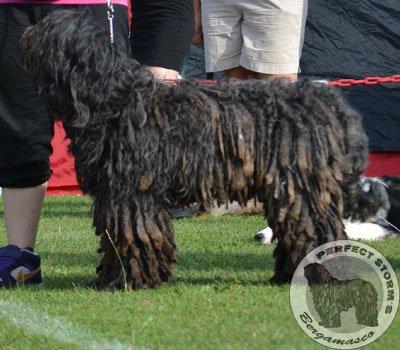 Cane Da Pastore Bergamasco Eccola av Villrosebakken billede 34