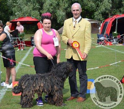 Cane Da Pastore Bergamasco Eccola av Villrosebakken billede 35