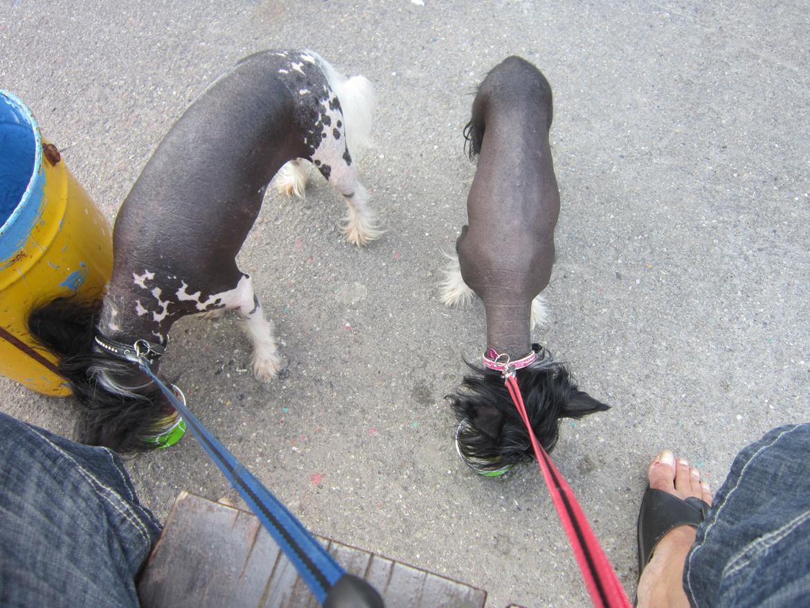 Chinese crested hårløs Calle - Efter en lang dag på den varme Klint er Is velfortjent billede 28