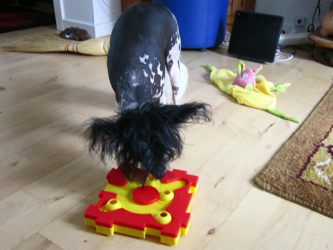 Chinese crested hårløs Calle - Calles første forsøg på at blive smart :-) billede 22