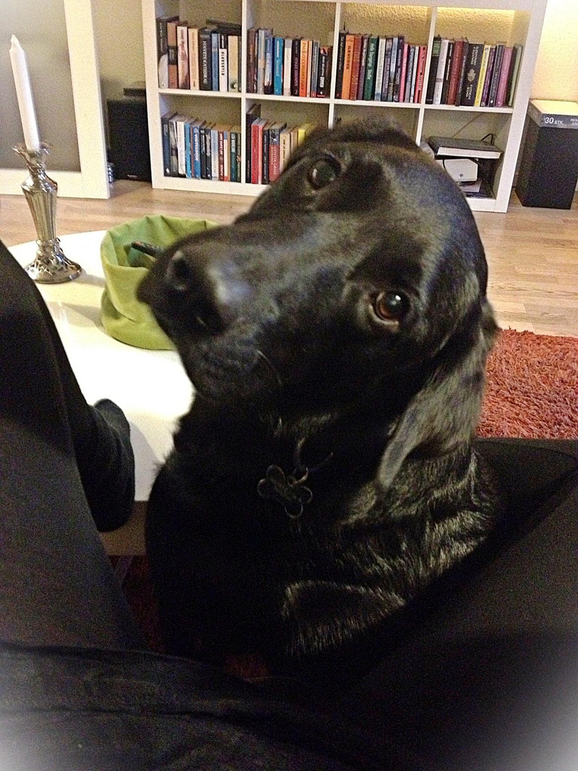 Labrador retriever King billede 18