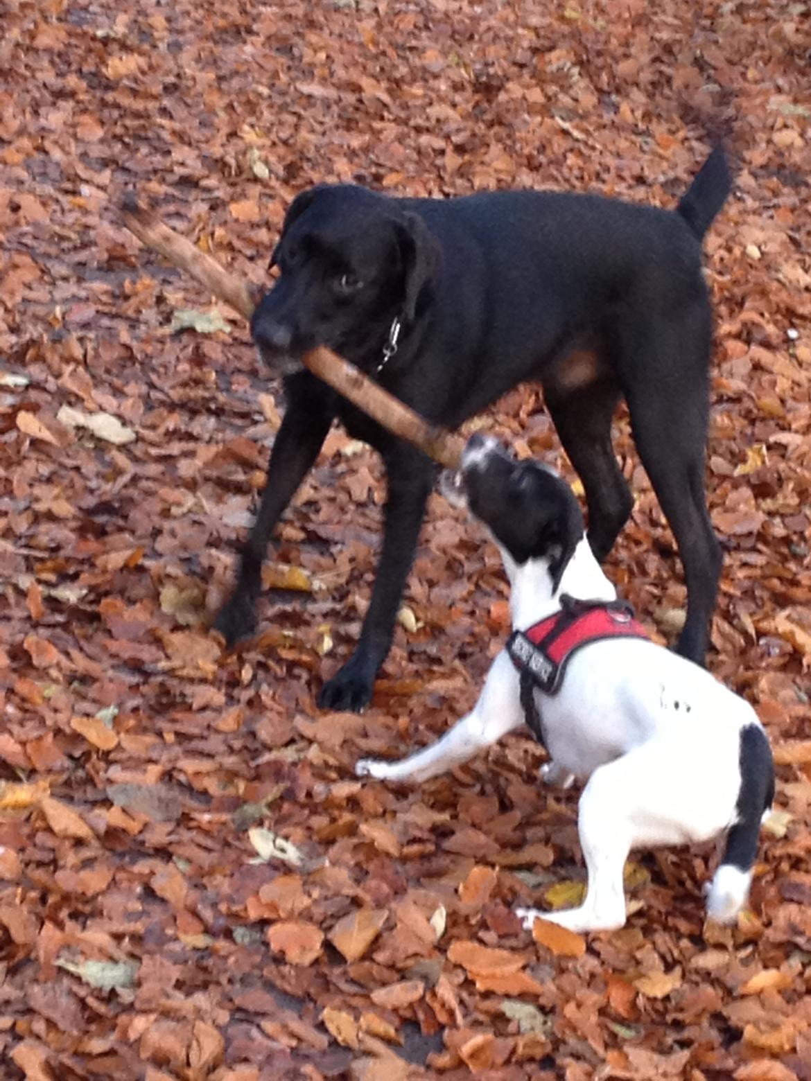 Labrador retriever King billede 19