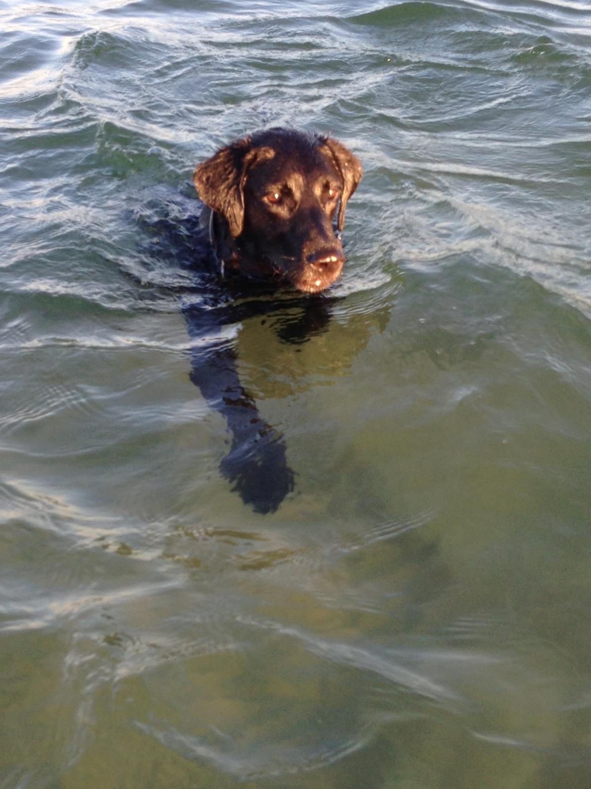 Labrador retriever King billede 20