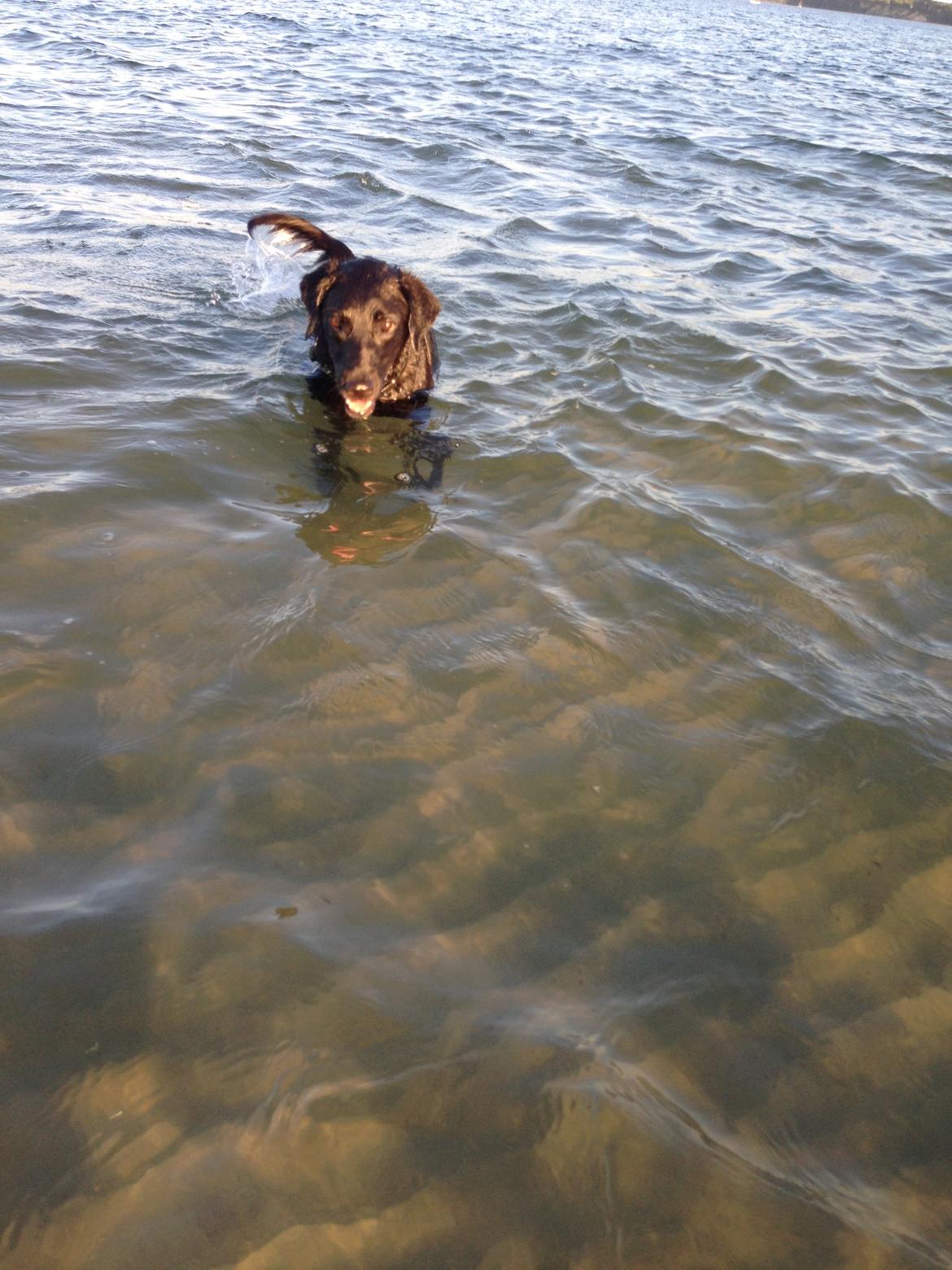 Labrador retriever King billede 21