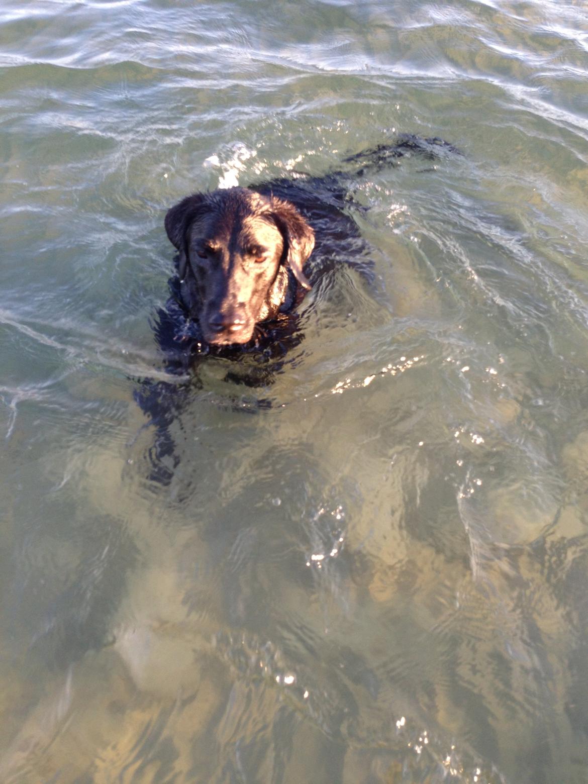 Labrador retriever King billede 22