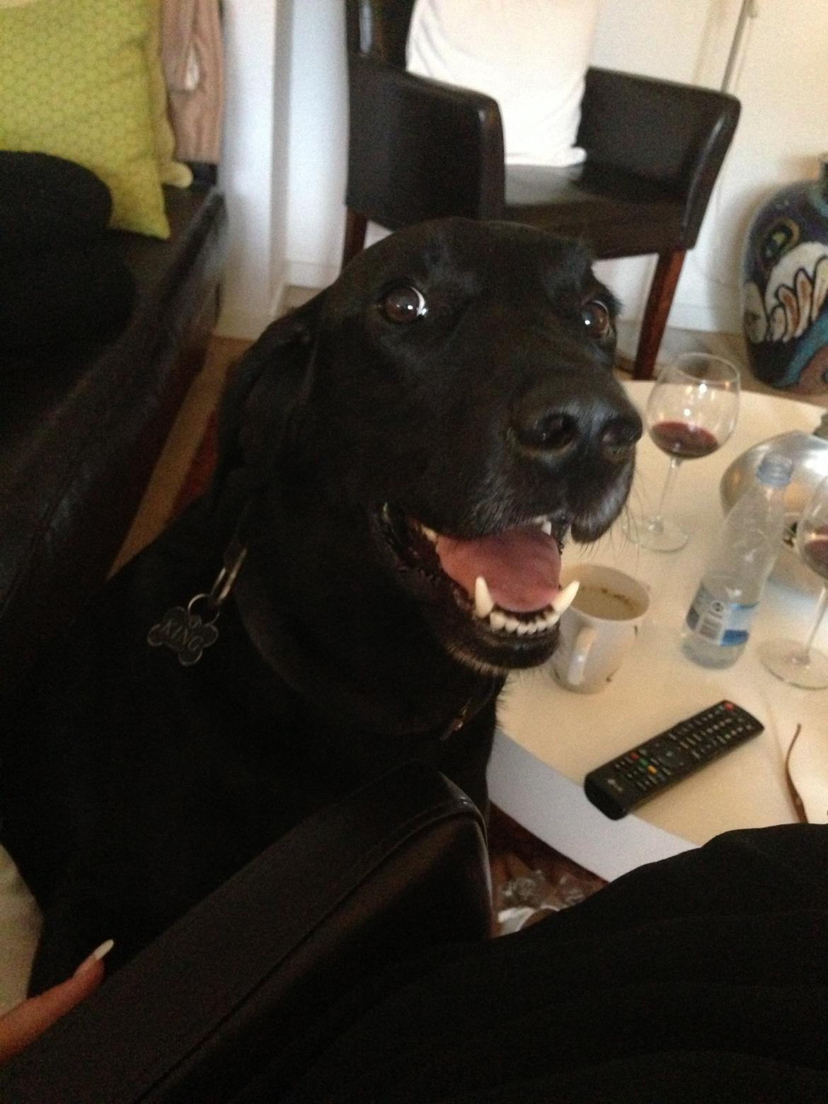 Labrador retriever King billede 23