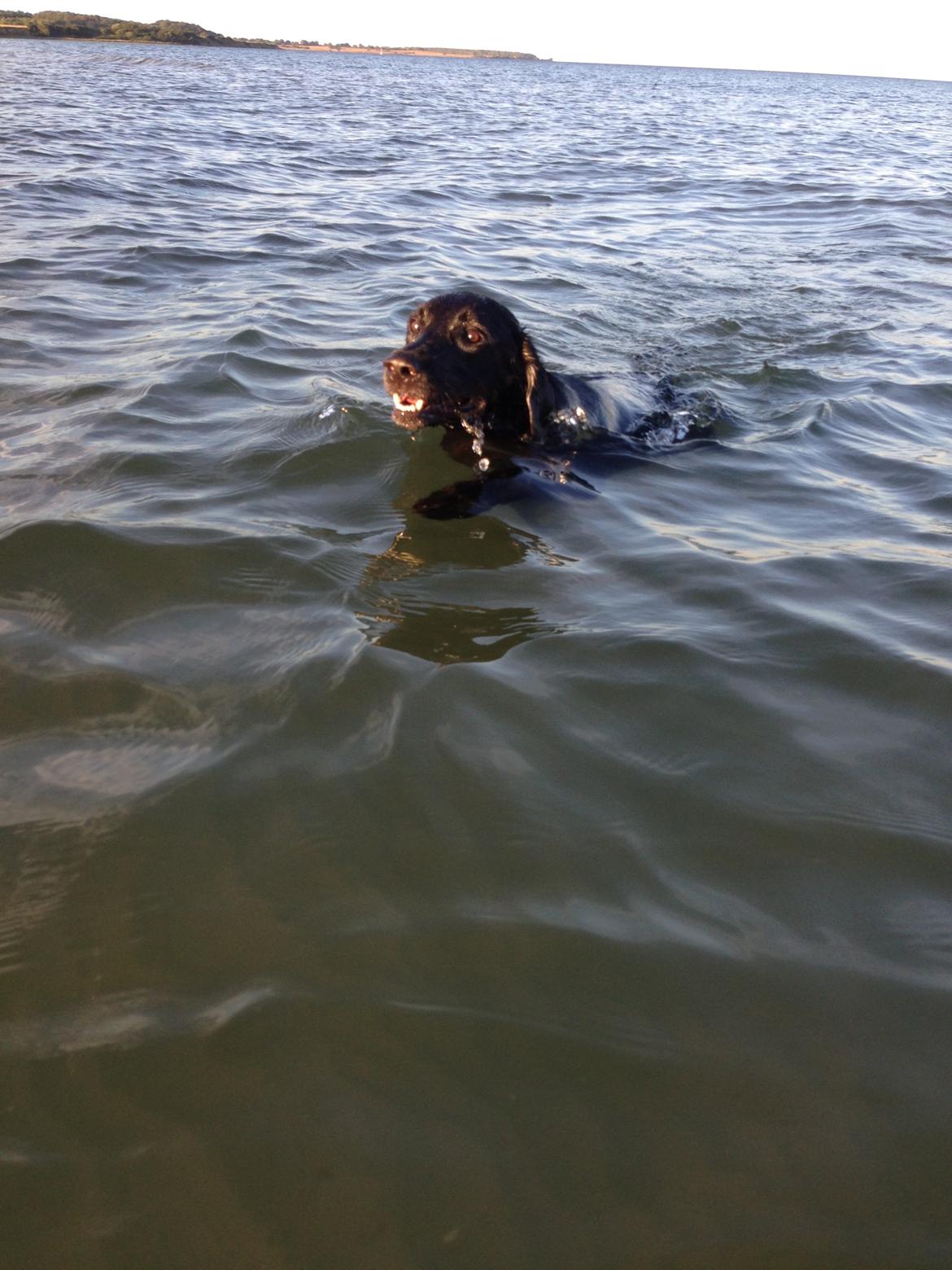 Labrador retriever King billede 24