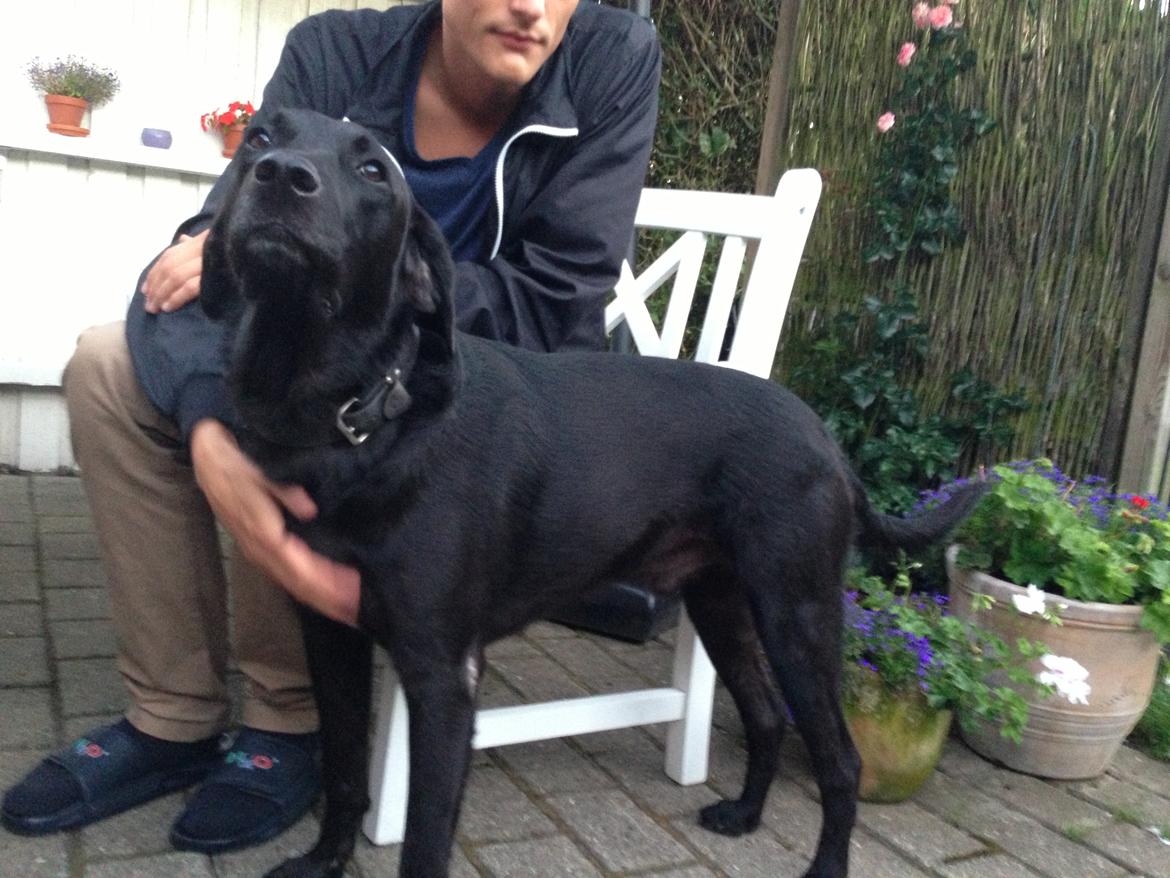 Labrador retriever King billede 25