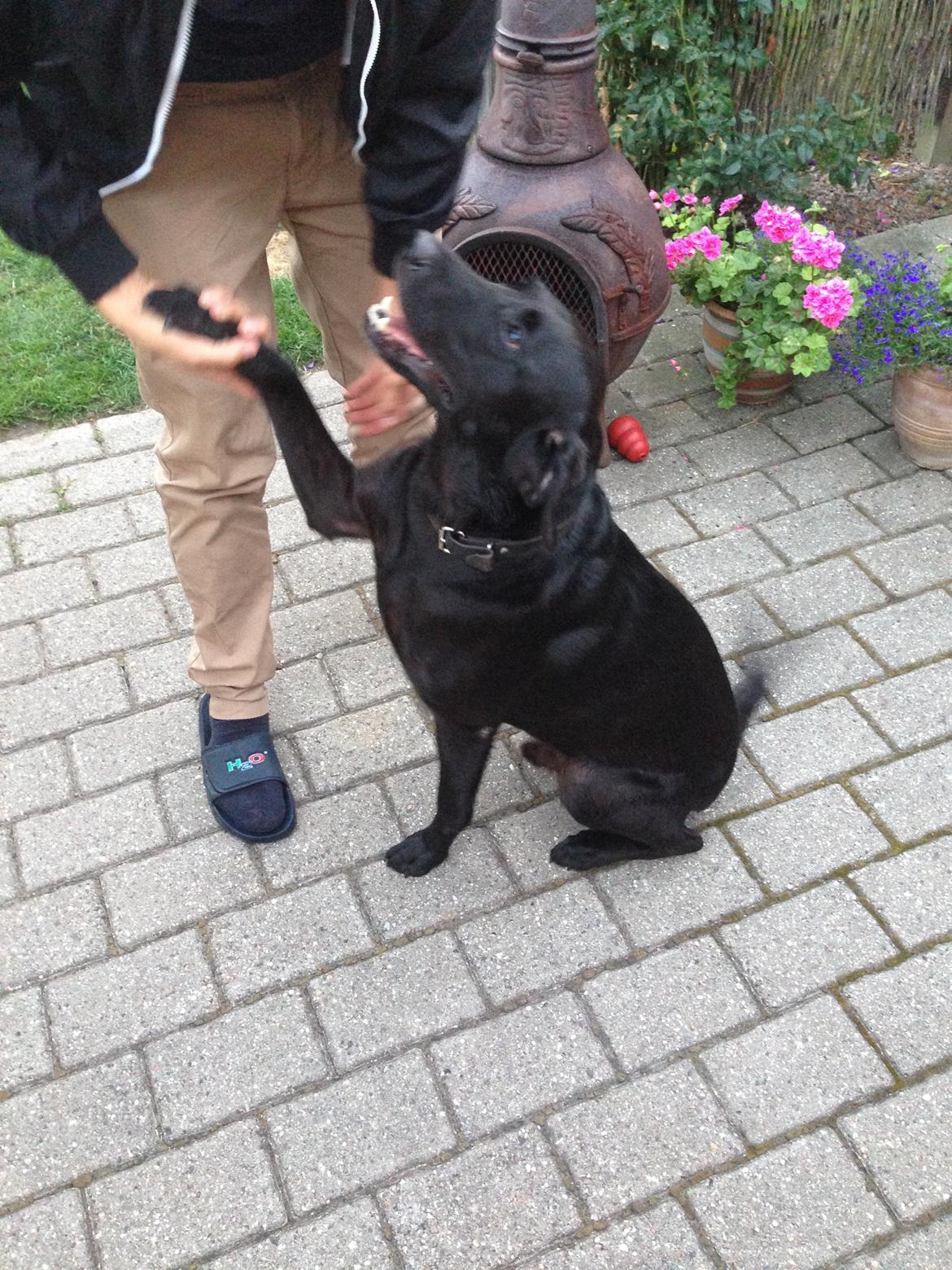 Labrador retriever King billede 26