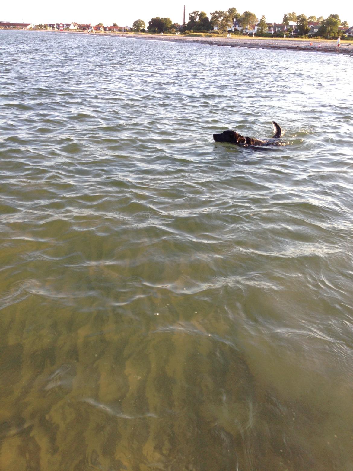 Labrador retriever King billede 27