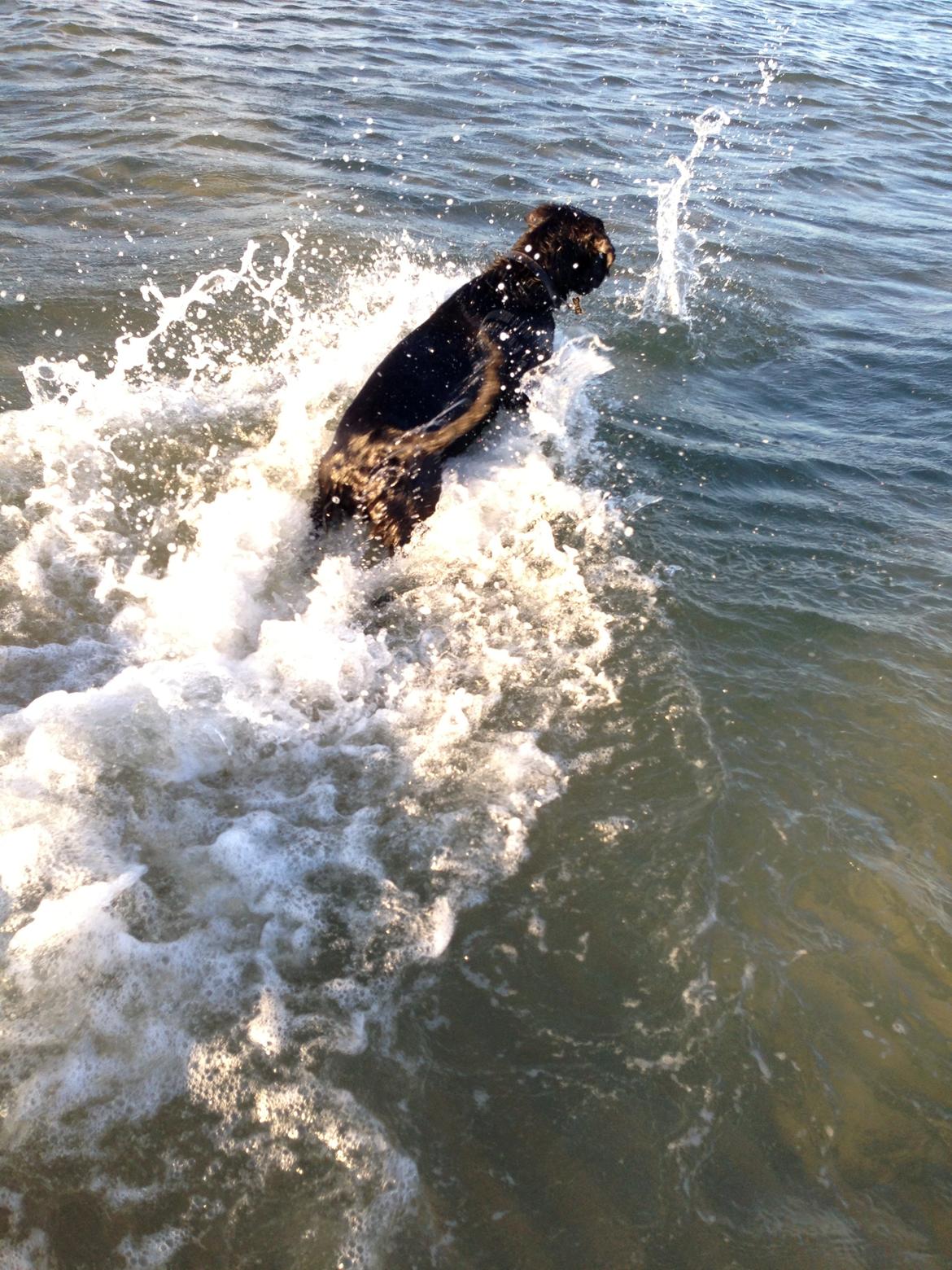 Labrador retriever King billede 28