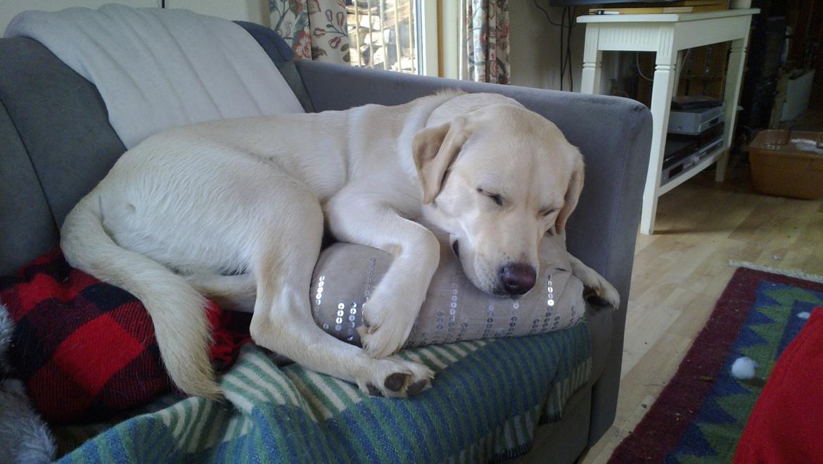Labrador retriever tanja - Tanja sover billede 1