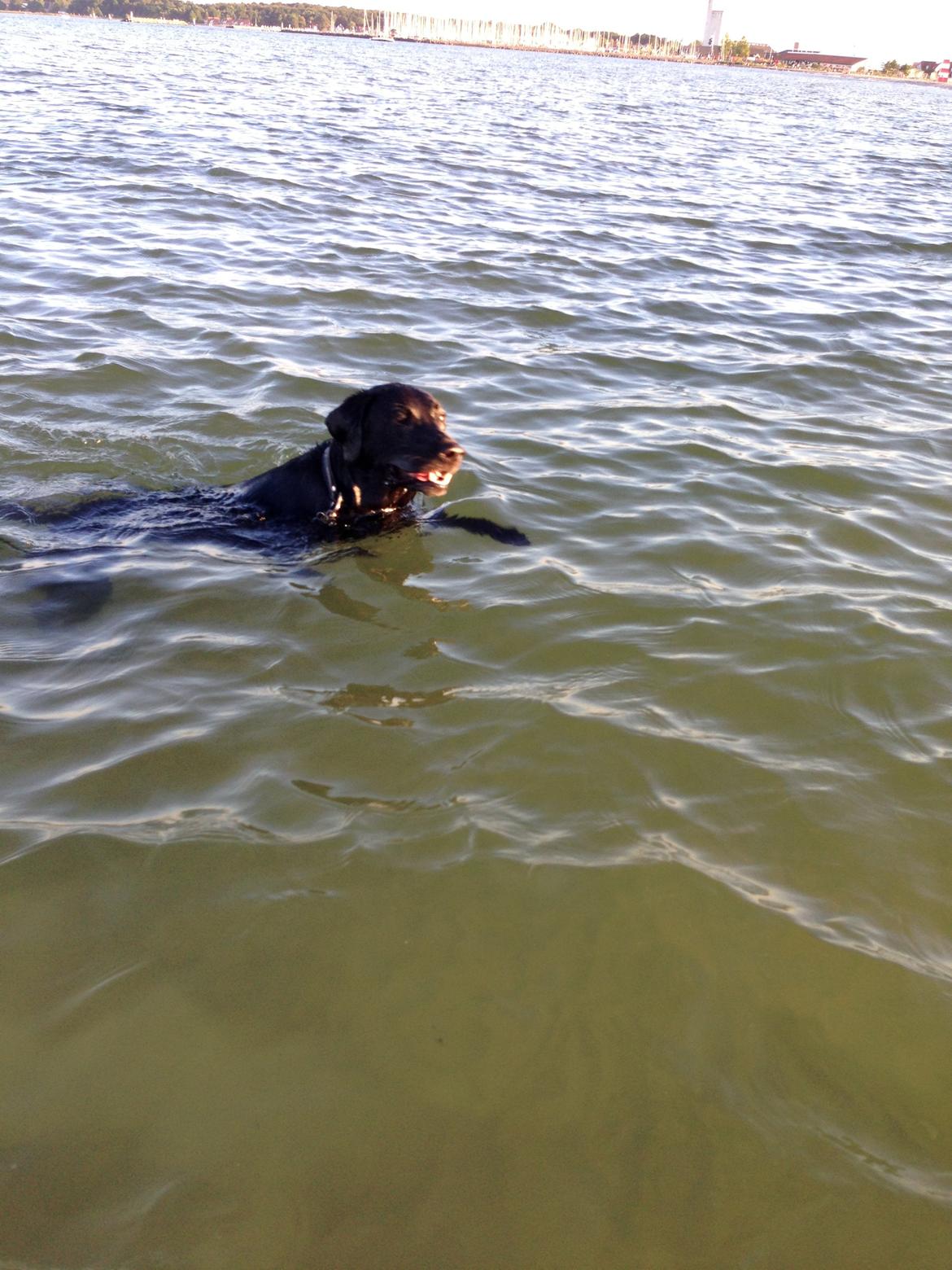 Labrador retriever King billede 29