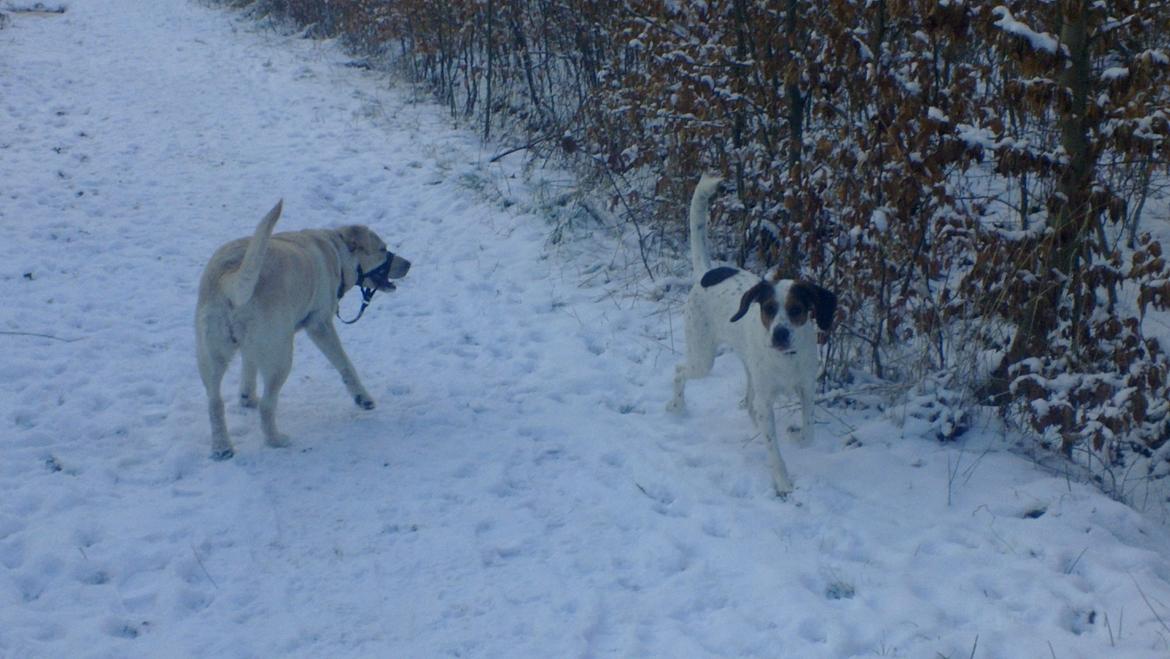 Labrador retriever tanja - Tanja i hundeskoven med luna billede 2