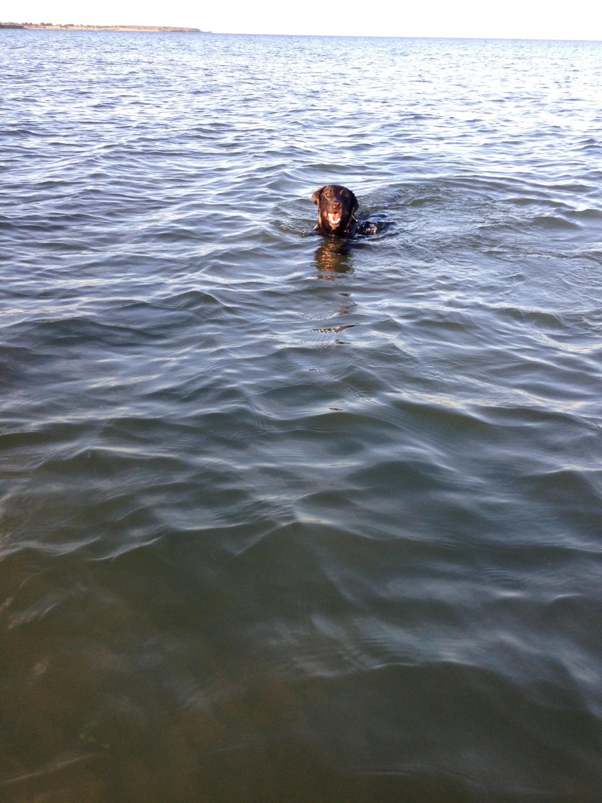 Labrador retriever King billede 30