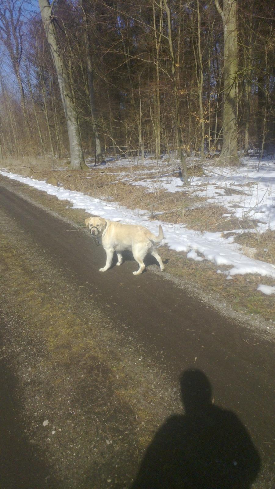 Labrador retriever tanja - Tanja i skoven billede 3