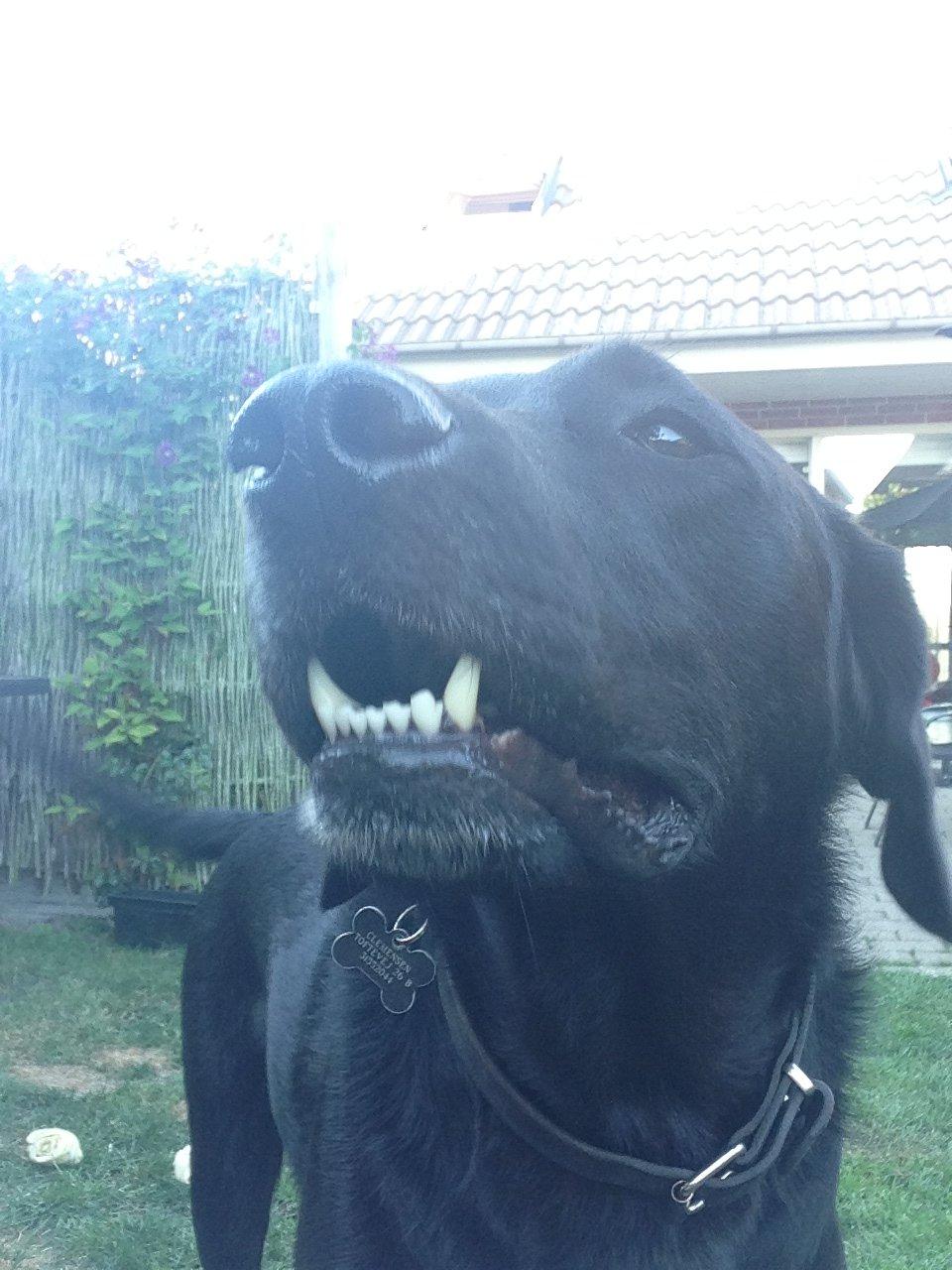 Labrador retriever King billede 31