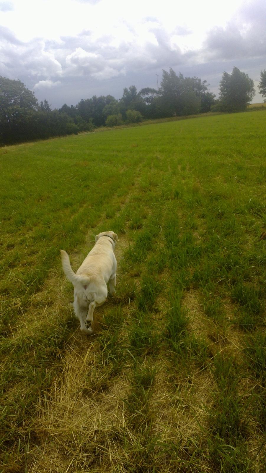 Labrador retriever tanja billede 4