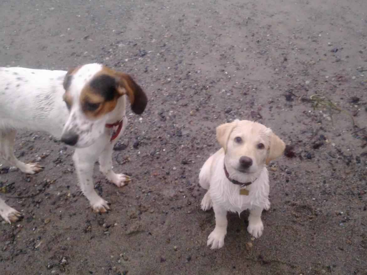 Labrador retriever tanja - Tanja på stranden med luna billede 5