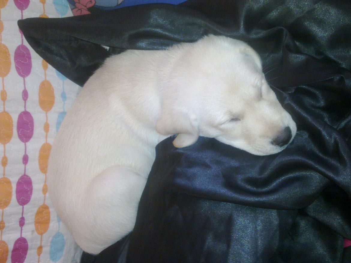 Labrador retriever tanja - Tanja som hvalp  billede 6