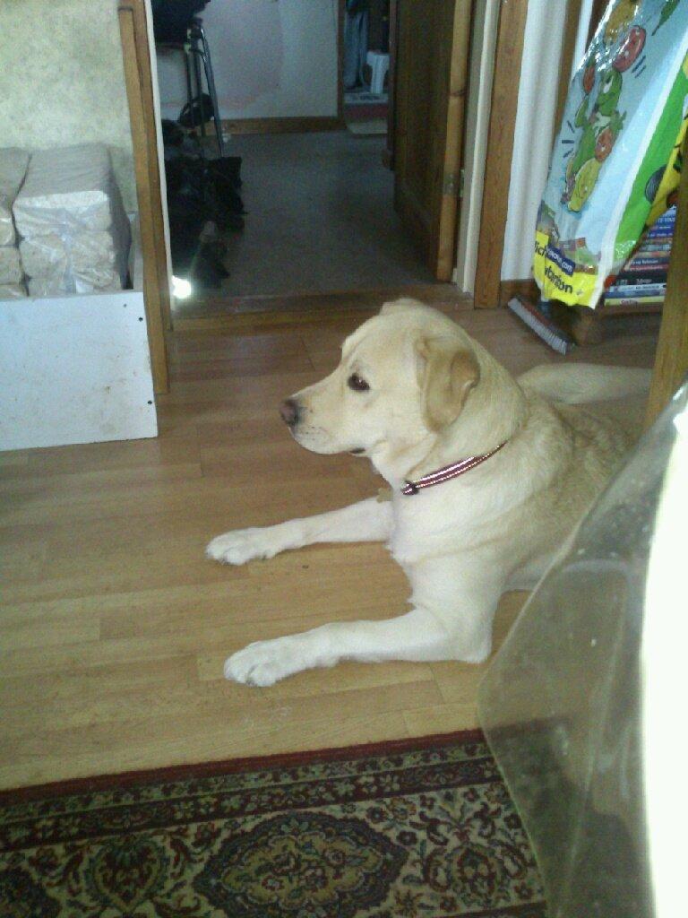 Labrador retriever tanja billede 7