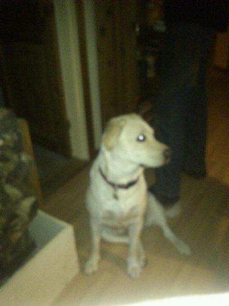 Labrador retriever tanja billede 8