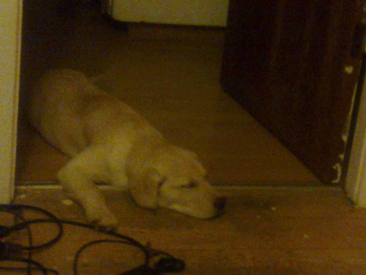 Labrador retriever tanja billede 9