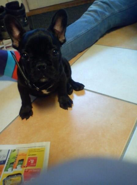 Fransk bulldog Cleo - Cleo 11 uger gammel ca.  billede 1