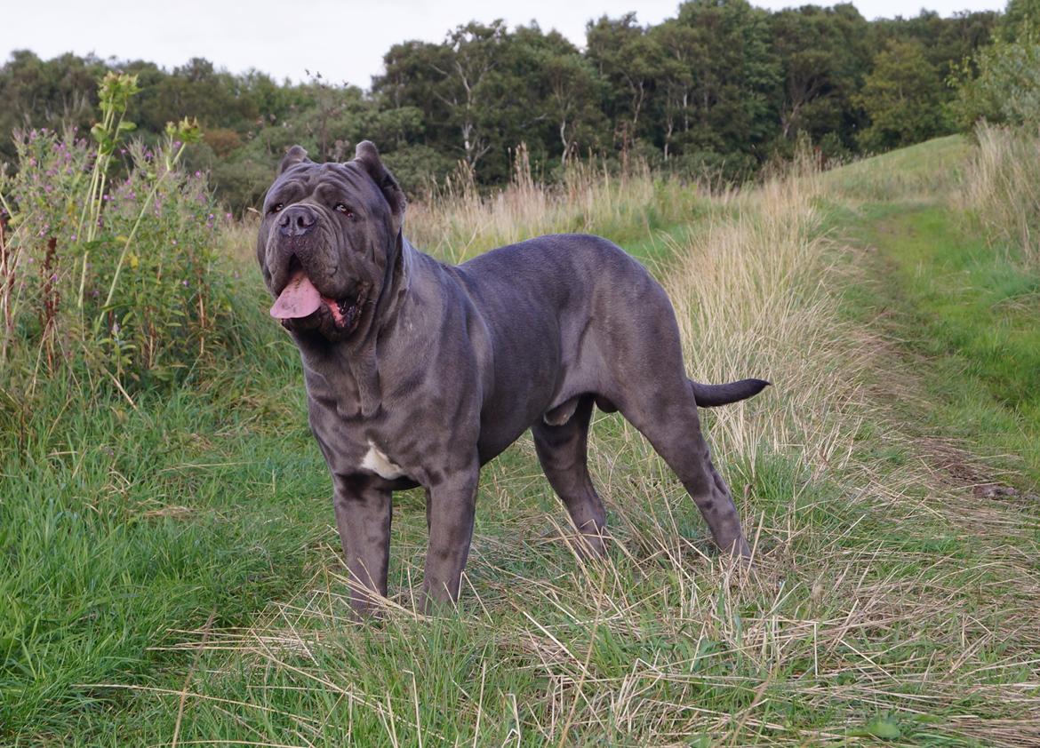 Mastino napoletano Basse billede 1